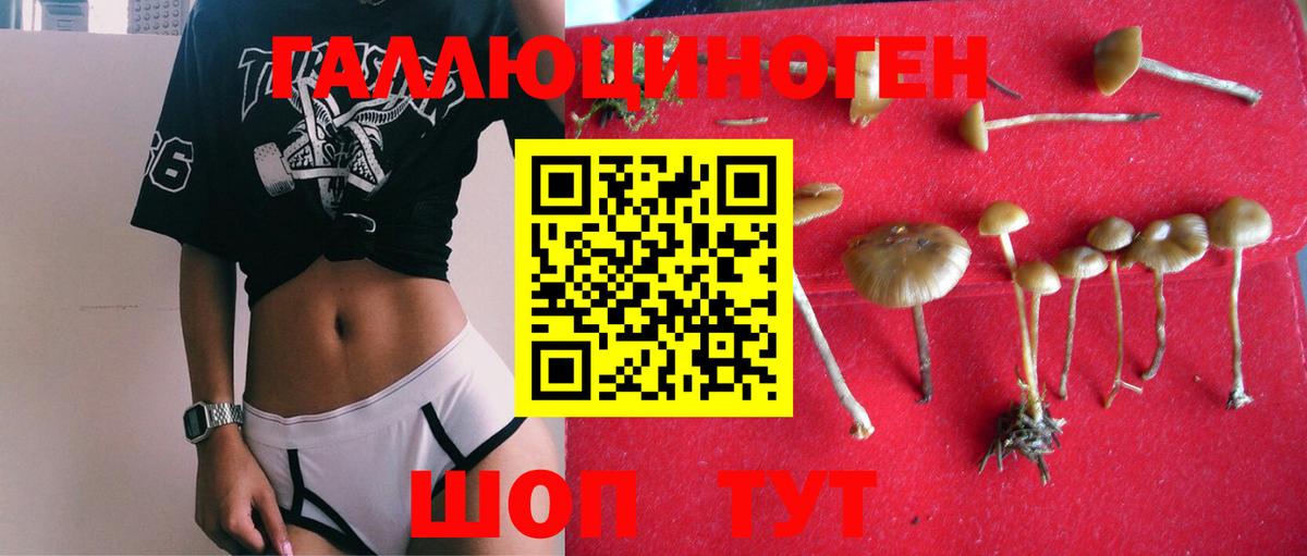 Галлюциногенные грибы Psilocybine cubensis Серпухов